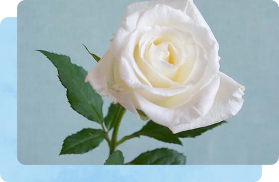 30年にわたる実績・3万名のクライアント