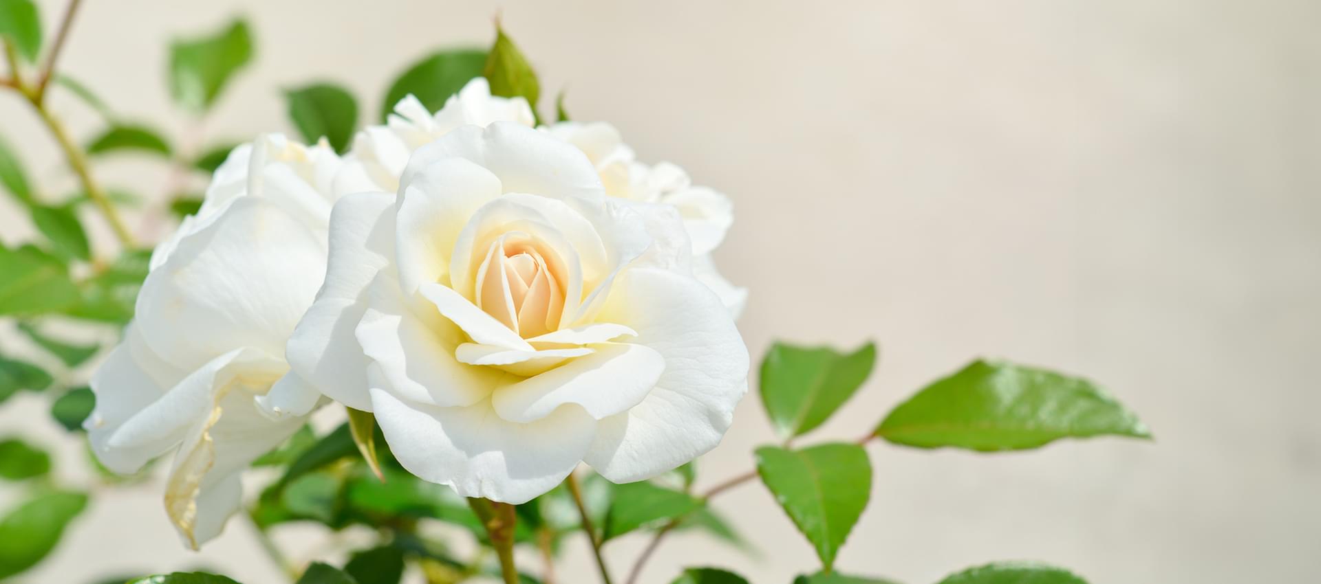 あなたの真姿を解き明かすカウンセラー～真姿がわかると青い鳥は手の中へ～