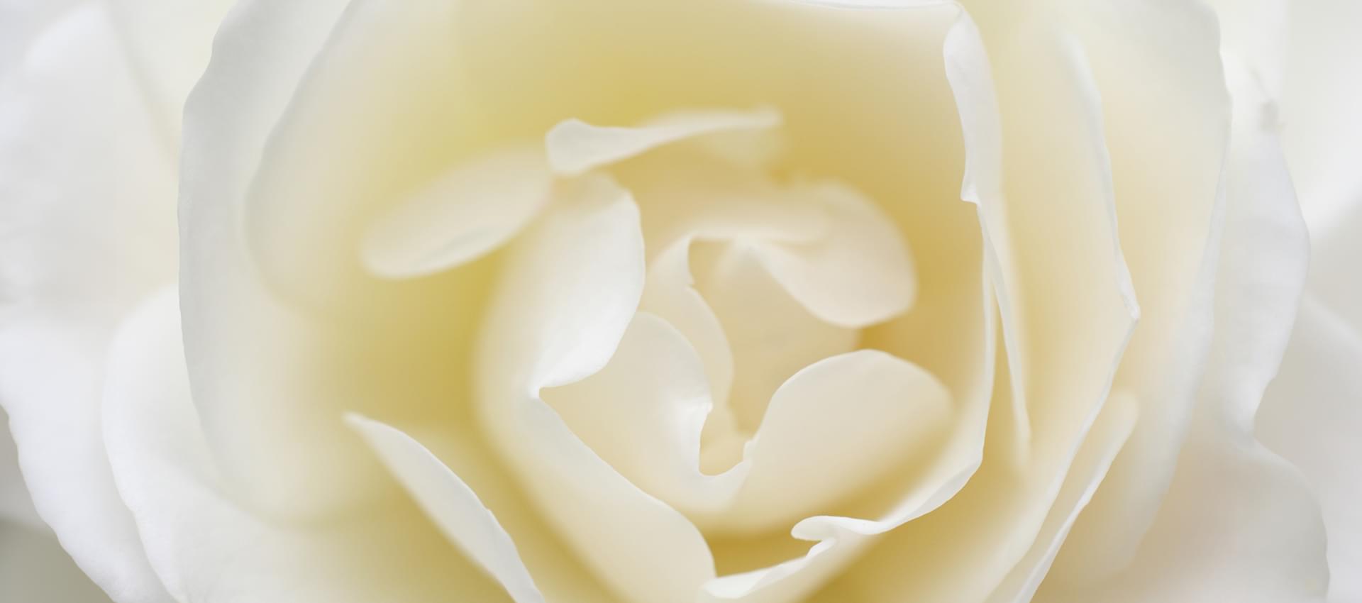 あなたの真姿を解き明かすカウンセラー～真姿がわかると青い鳥は手の中へ～