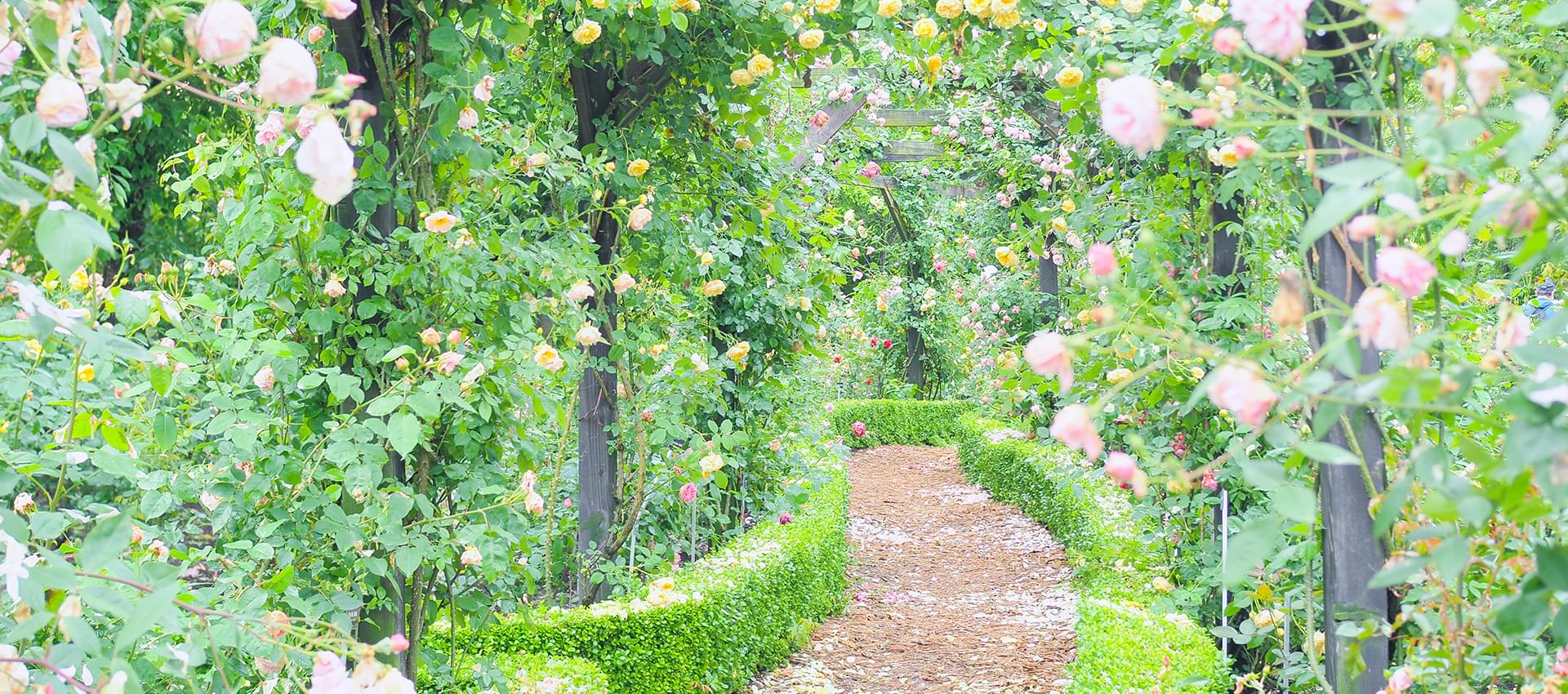 あなたの真姿を解き明かすカウンセラー～真姿がわかると青い鳥は手の中へ～