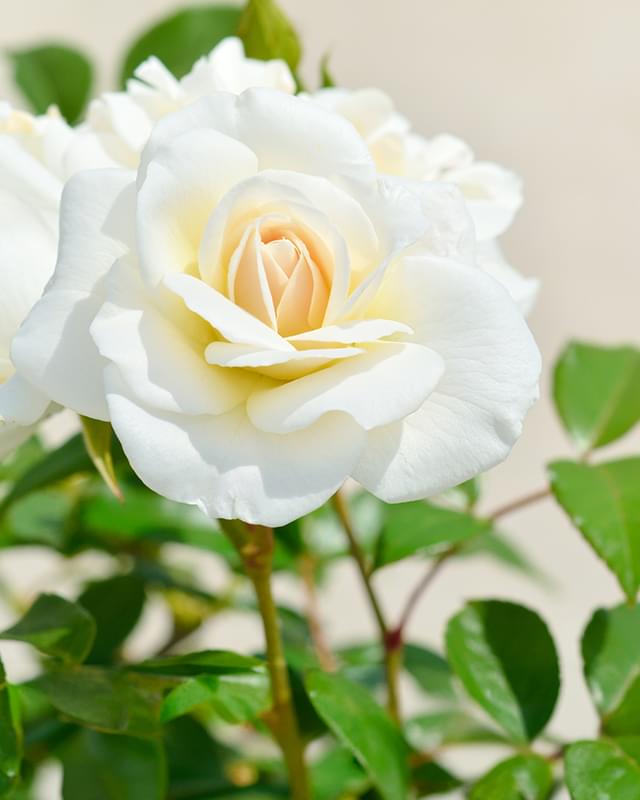 あなたの真姿を解き明かすカウンセラー～真姿がわかると青い鳥は手の中へ～