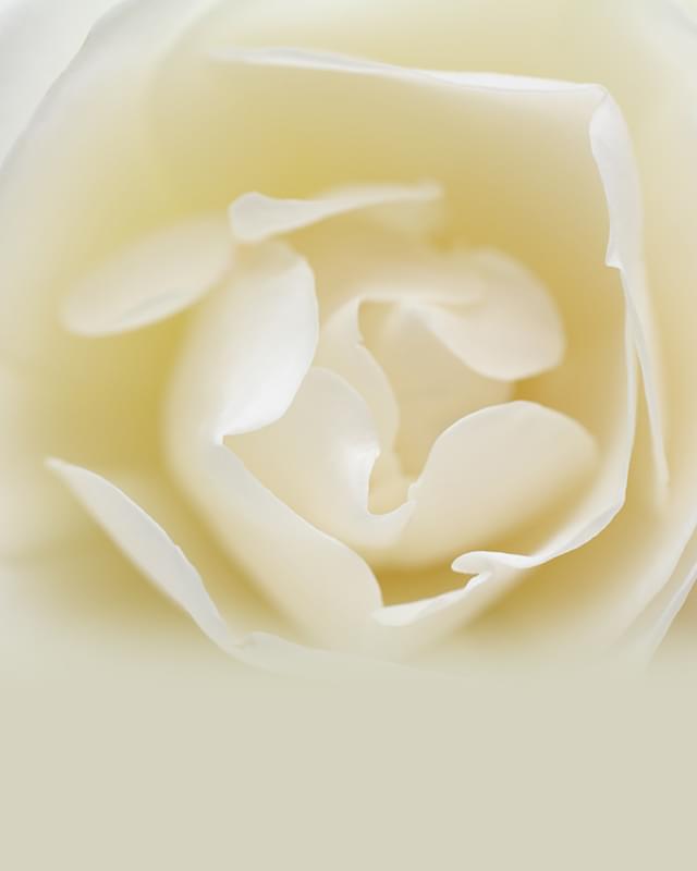 あなたの真姿を解き明かすカウンセラー～真姿がわかると青い鳥は手の中へ～