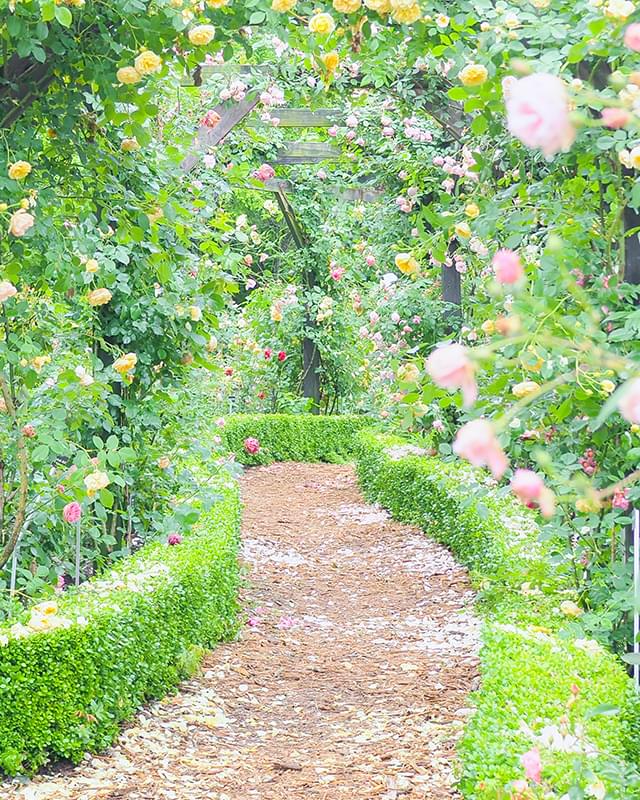 あなたの真姿を解き明かすカウンセラー～真姿がわかると青い鳥は手の中へ～